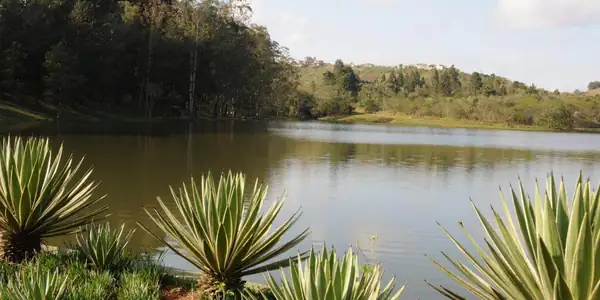 Foto de Ibirapitanga 3